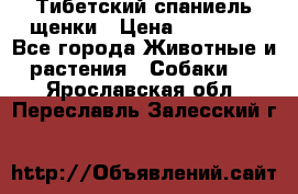 Тибетский спаниель щенки › Цена ­ 60 000 - Все города Животные и растения » Собаки   . Ярославская обл.,Переславль-Залесский г.